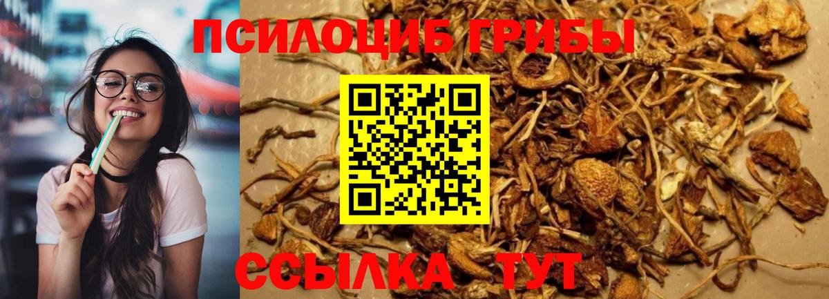 Галлюциногенные грибы Cubensis  Вход с VPN  Ростов-на-Дону  Псилоцибиновые грибы прущие грибы 
